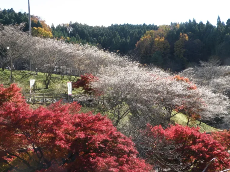 ‘오바라 시키자쿠라’, 일본 아이치 도요타시 아이와 단풍 산책·주차·버스 동선