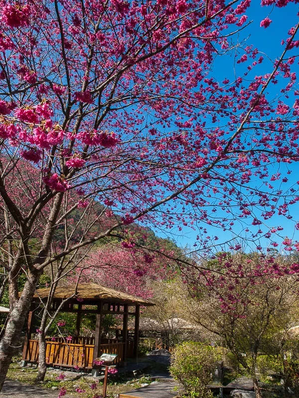 八仙山國家森林遊樂區 여행 가이드