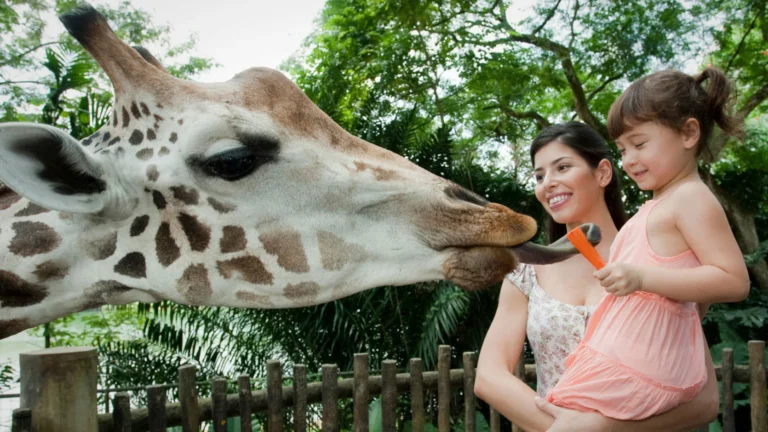 ‘싱가포르 Singapore Zoo: Attractions & Things to Do’, 여행 준비 방문 정보