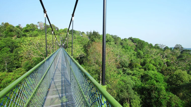 ‘싱가포르 MacRitchie Singapore & Singapore Nature Reserve 여행 준비, 싱가포르부터 방문 전 확인할 점까지’, 여행 준비 방문 정보